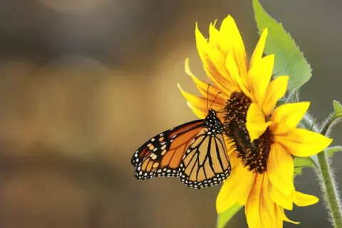 Cómo sembrar girasoles en maceta: evita errores comunes y logra el éxito