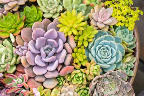 Un tripudio di piante grasse da esterno che fioriscono in varie tonalità di verde, viola, blu e rosa, con piccoli fiori gialli.