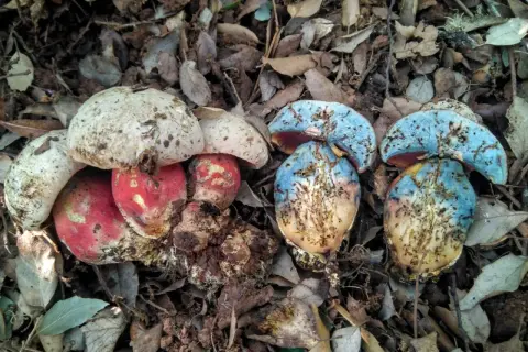 Setas de sombrero blanco y rojo junto a setas de sombrero azul y marrón en el suelo.