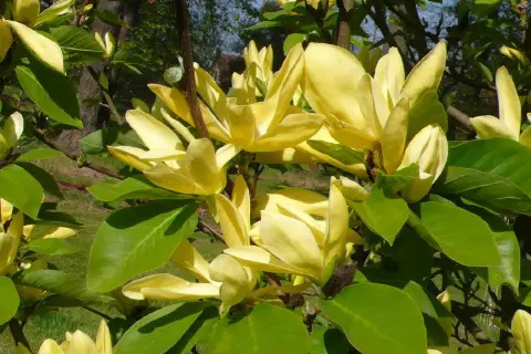 Kwitnąca magnolia 'Daphne' z kremowo-żółtymi kwiatami i zielonymi liśćmi na tle drzew.