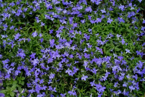 Niebieskie lobelie kwitną obficie, tworząc dywan kwiatów. Wiele osób zastanawia się nad lobelia zimowanie, aby cieszyć się nimi dłużej.
