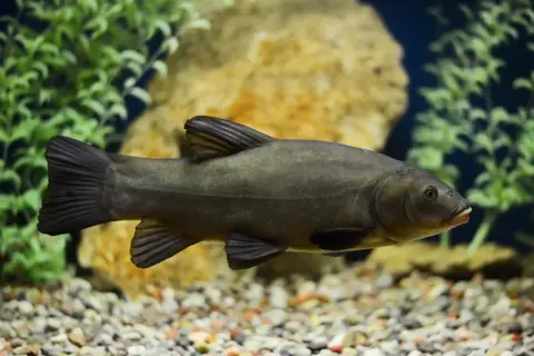Schleie im Aquarium, bereit zum Laichen im Frühsommer.