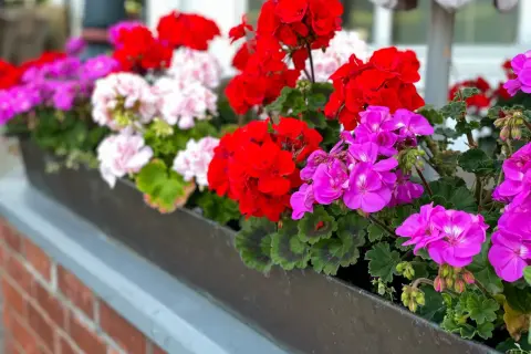 Kwiaty pelargonii w kolorach czerwonym, różowym i fioletowym w skrzynce na parapecie.