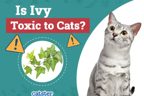 Is ivy toxic to cats? A curious cat looks at a sprig of ivy, with warning signs.