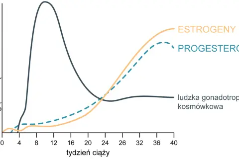 Wykres pokazuje, jak wzrasta progesteron w ciąży, towarzysząc estrogenom. Poziom hCG spada.
