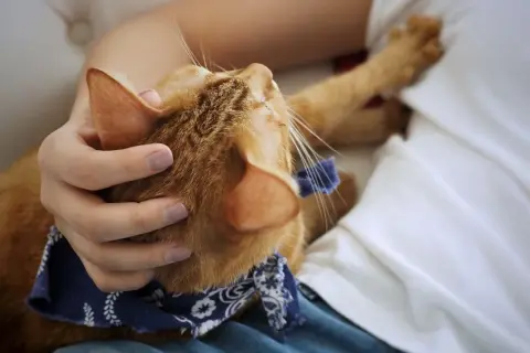 Por qué los gatos amasan a las personas y qué significa este gesto