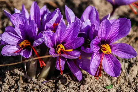 Fiori viola di pianta zafferano con pistilli arancioni brillanti emergono dal terreno.