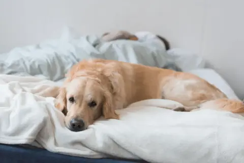 Złoty retriever leży na łóżku, zastanawiając się, czy psy mają sny. Jego głowa spoczywa na miękkim kocu, a oczy są lekko przymknięte.