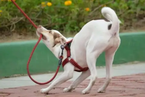 Un perro blanco con manchas marrones muerde la correa roja. Pasear con mi perro es un infierno, ¡parece que quiere jugar a la cuerda!
