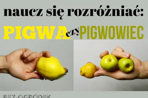 Naucz się rozróżniać: pigwa (duża, gruszkowata) czy pigwowiec (małe, okrągłe owoce).