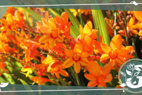 Leuchtend orangefarbene Montbretien, winterhart und voller Leben, blühen im Sonnenlicht.
