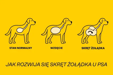 Ilustracja pokazuje trzy etapy: normalny stan żołądka psa, wzdęcie i niebezpieczny skręt żołądka.