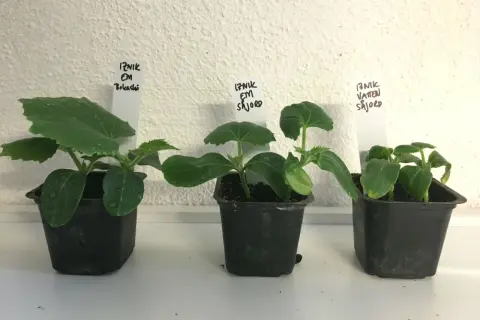 Tre små plantor av iznik gurka växer i svarta krukor. Etiketter visar olika odlingsmetoder.