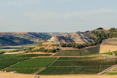 Paisaje de viñedos en terrazas y colinas secas, ideal para descubrir qué ver en Ribera del Duero.