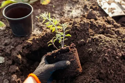 Sadzenie perowskii: ręka w rękawiczce wyjmuje sadzonkę z doniczki, przygotowując ją do umieszczenia w ziemi. Kluczowe jest odpowiednie rozmieszczenie roślin, by perowskia jak gęsto sadzić, zapewniając jej przestrzeń do wzrostu.