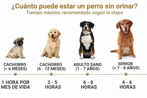 Un cachorro de 4 meses puede aguantar 1 hora por mes de vida. La imagen muestra perros de distintas edades y cuánto tiempo pueden estar sin orinar.