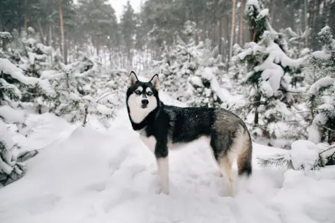 Piękny husky z niebieskimi oczami stoi w zasypanym śniegiem lesie. Czy husky szczeka? Nie wiadomo, ale wygląda na gotowego do zabawy.