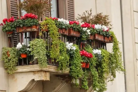 Kwiaty i bluszcz na balkonie, inspiracja co posadzić przy tarasie.