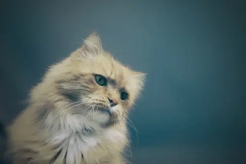 Puszysty rudy kot z zielonymi oczami spogląda w bok, jakby zastanawiał się, czy kot dużo pije.