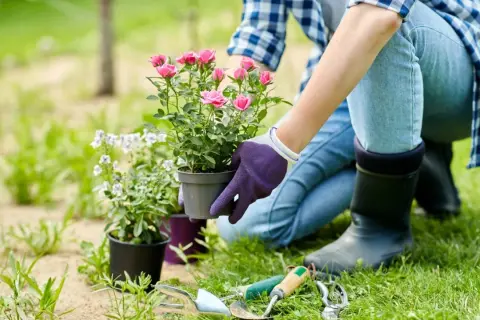 Gartenpflege-Tipps: Eine Person in Jeans und Gummistiefeln pflanzt eine Rose. Gartengeräte liegen bereit.