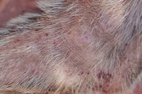 Close-up of a dog's skin showing numerous red, irritated bug bites and some scabs. The fur is light-colored and sparse in the affected areas.