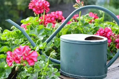 Jak podlewać pelargonie na balkonie, aby uniknąć ich usychania