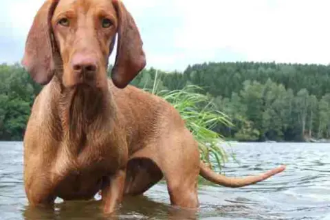 En ståtlig ungersk vizsla står i grunt vatten vid en sjö, med en skogsklädd strand i bakgrunden.