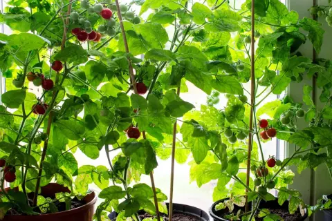Små tomatplantor i krukor vid fönstret, med både gröna och röda tomater som växer. En härlig syn för den som vill odla tomater.