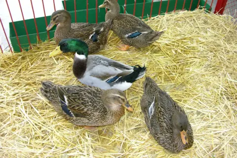 Cztery kaczki, w tym jedna z zieloną głową, odpoczywają na słomie. To piękna kaczka rasy krzyżówka.
