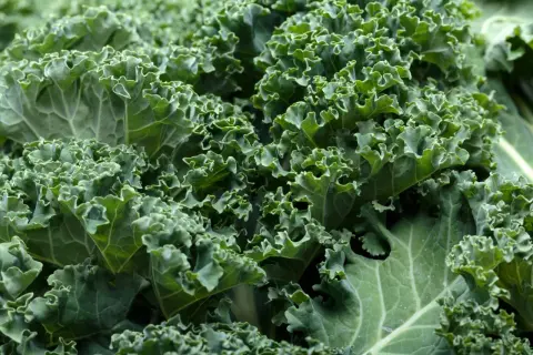 Zielony, pofałdowany jarmuż, pełen witamin i minerałów. Jego jarmuż właściwości zdrowotne czynią go superfood.