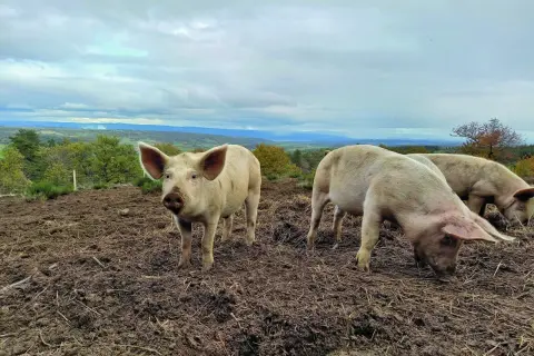 Trois cochons profitent de l'alimentation porc plein air dans un paysage vallonné. L'un regarde la caméra, les autres fouillent le sol.
