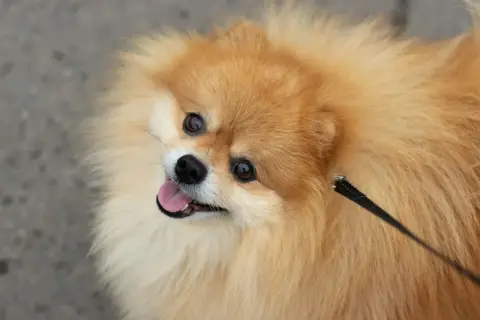 Un adorable perro pomerania con pelaje dorado y ojos curiosos mira hacia arriba, con la lengua fuera y una correa negra.