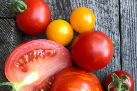 En blandning av röda och gula tomater, inklusive en delad tomat och en Sungold-tomat, ligger på en träyta.