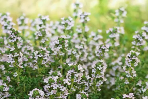 Zarte Thymianblüten im Vordergrund. Die natürliche Thymian Wirkung auf die Haut ist bekannt, hier zeigt sich die Pflanze in voller Blüte.