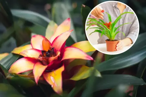 Kwiat bromelia w pełnym rozkwicie, z płatkami w odcieniach żółci i czerwieni. W okręgu widać, jak ktoś podlewa mniejszą bromelię.