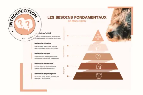 Pyramide des besoins fondamentaux de mon chien : utilité, estime, sociaux, sécurité, physiologiques. Comprendre le besoin du chien pour son bien-être.