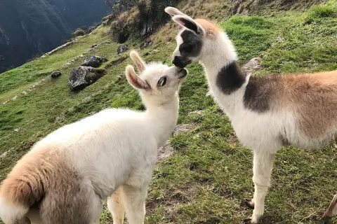 Dwa urocze **baby alpaca** przytulają się na zielonym zboczu.