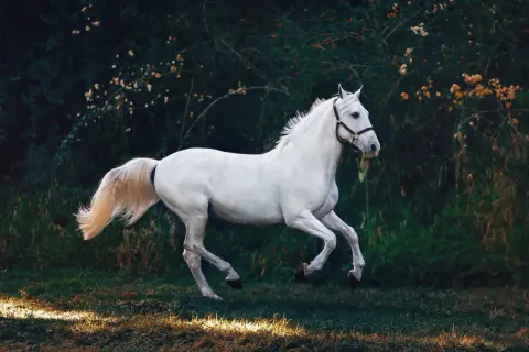 Najlepsze filmy o jeździectwie, które musisz zobaczyć i pokochać