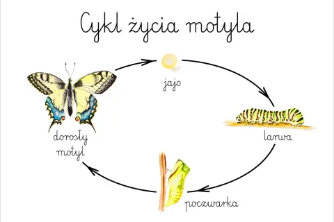 Jak rozmnażają się motyle? Odkryj ich niezwykły cykl życia