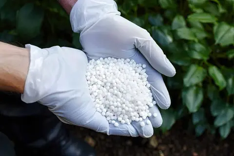Ręce w białych rękawiczkach trzymają białe granulki. Zastanawiasz się, ile siarczanu amonu na 10 l wody potrzebujesz do nawożenia?