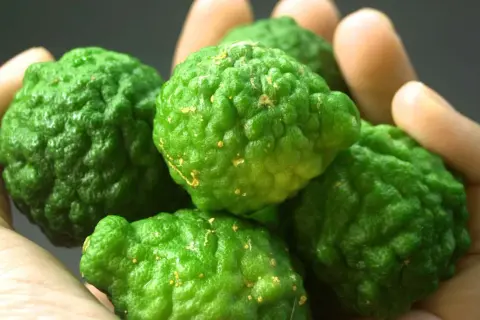 Fünf grüne Kaffirlimetten liegen in einer Hand. Ihre raue Schale und die gelben Flecken deuten auf die vielfältige bergamotte verwendung in der asiatischen Küche und Aromatherapie hin.