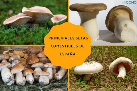 Variedad de setas de temporada, incluyendo boletus y champiñones, listas para ser recolectadas y degustadas en España.