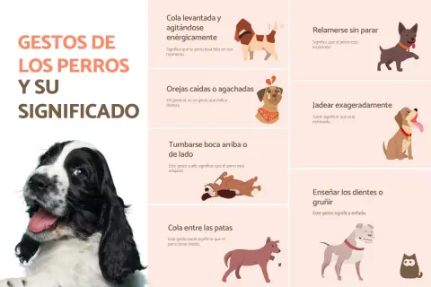 Un Cocker Spaniel sonríe en la imagen principal, mientras que otras ilustraciones muestran gestos caninos y sus significados. Los perros sonríen cuando están felices.