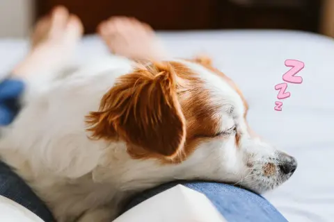A dog sleeps on a person's lap, a cozy scene that answers why does my dog lay on me: for comfort and love.