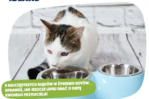 Jaka karma dla kotka? Uniknij błędów, zapewnij mu zdrowie!