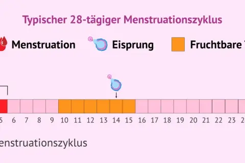 Ein typischer 28-Tage-Zyklus zeigt Menstruation, Eisprung und fruchtbare Tage. Die fruchtbaren Tage beginnen etwa 5 Tage vor dem Eisprung und enden 1-2 Tage danach.
