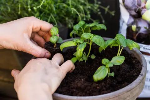 Händer planterar små basilika plantor i en kruka. Att ta hand om basilika ger god smak till maten.