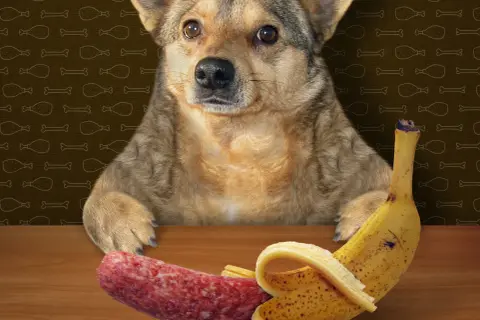 Ein süßer Hund schaut neugierig auf eine Wurst und eine Banane. Er fragt sich wohl, ob er die Banane probieren darf.