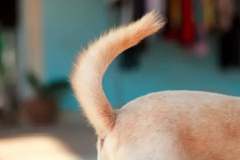 De repente mi perro no levanta la cola: causas y soluciones efectivas