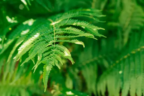 Un primo piano di una foglia di felce verde brillante, con altre felci sfocate sullo sfondo.